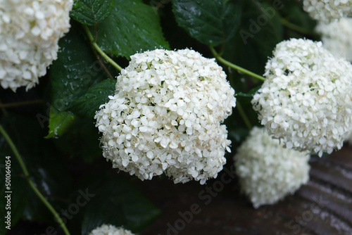 white large hydrangea flowers on a green flower bed on a cloudy rainy day