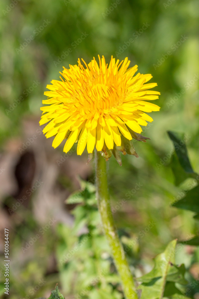 Sonchus flower. Genus of flowering plants in the dandelion tribe within the sunflower family Asteraceae. Sonchus flower. Genus of flowering plants in the dandelion tribe within the sunflower family Asteraceae.