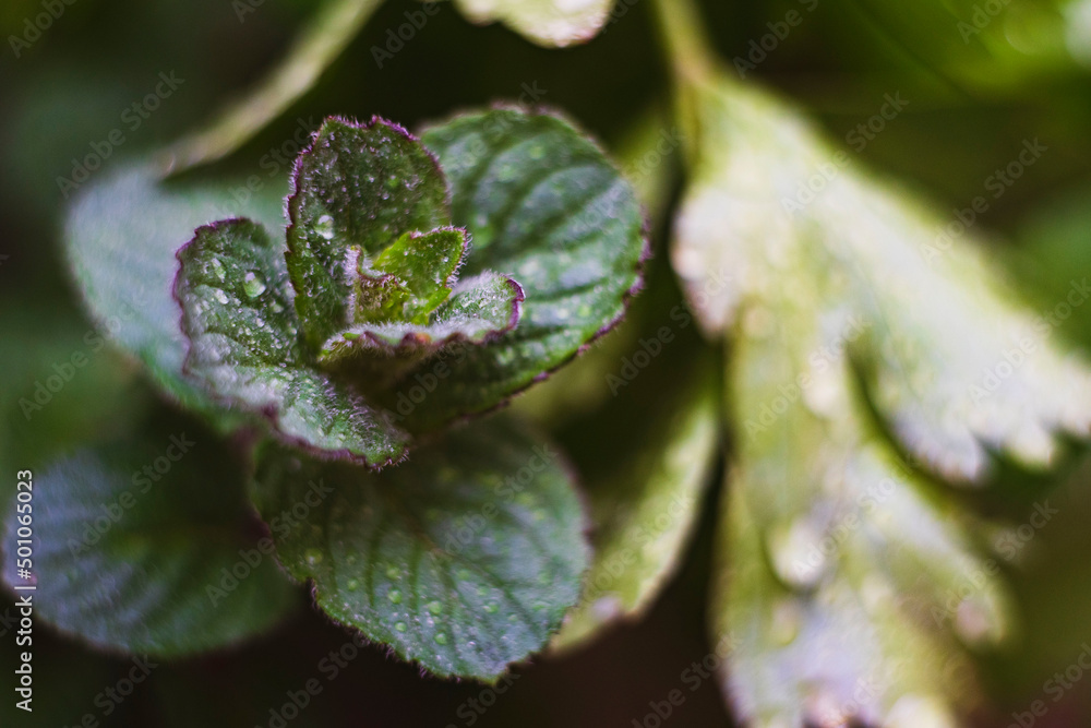 herbs with water drops. detail shot of fresh leafs after the rain. herbs with water drops. detail shot of fresh leafs after the rain.
