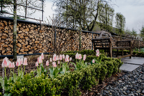 Nowoczesny ogród wiosną z pięknymi kwitnącymi tulipanami i ławeczką ogrodową. Zaciszne miejsce w ogrodzie wiosną