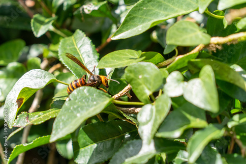 Asian giant hornet - Vespa mandarinia - is on a leaf in park in Japan. photo