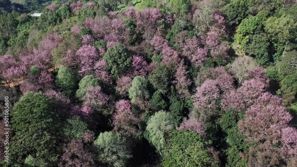 Aerial view of cherry blossom flowers blooming around the hill top of Doi Pangkhon mountain in Chiang Rai province, Thailand. Aerial view of cherry blossom flowers blooming around the hill top of Doi Pangkhon mountain in Chiang Rai province, Thailand.