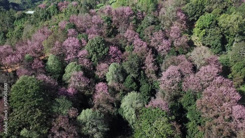 Aerial view of cherry blossom flowers blooming around the hill top of Doi Pangkhon mountain in Chiang Rai province, Thailand. photo