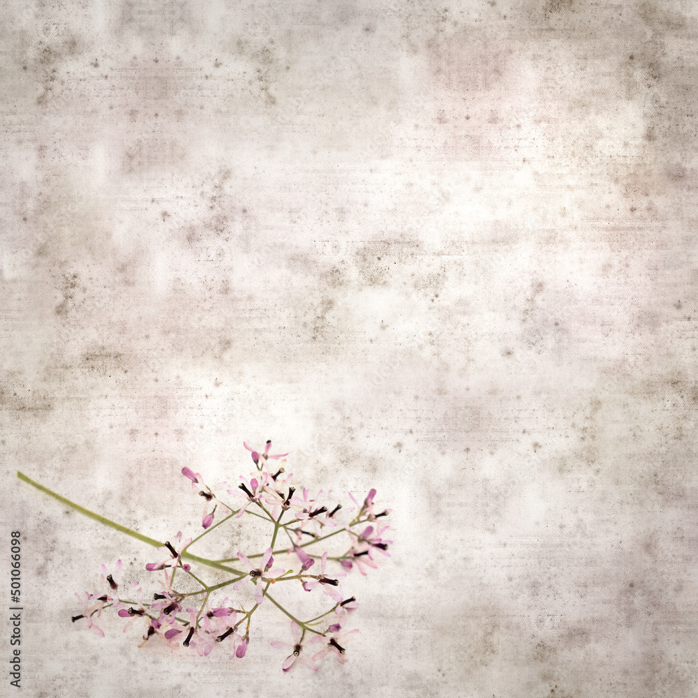 square stylish old textured paper background with pale lilac flowers of Melia azedarach, chinaberry tree
square stylish old textured paper background with pale lilac flowers of Melia azedarach, chinaberry tree