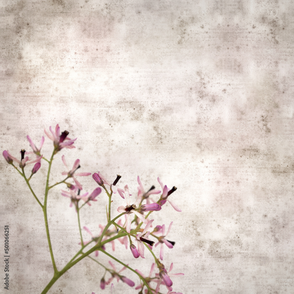 square stylish old textured paper background with pale lilac flowers of Melia azedarach, chinaberry tree
square stylish old textured paper background with pale lilac flowers of Melia azedarach, chinaberry tree