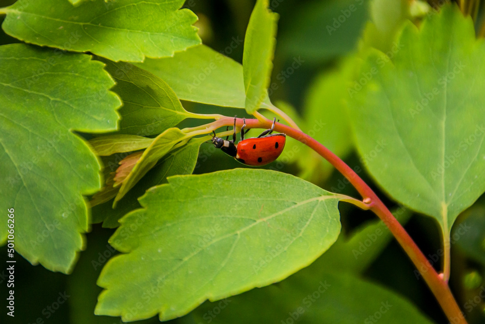 Ladybug hanging upside down on a branch
Ladybug hanging upside down on a branch