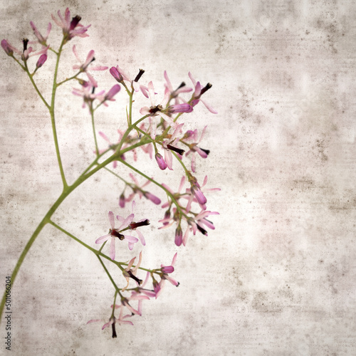 square stylish old textured paper background with pale lilac flowers of Melia azedarach, chinaberry tree 