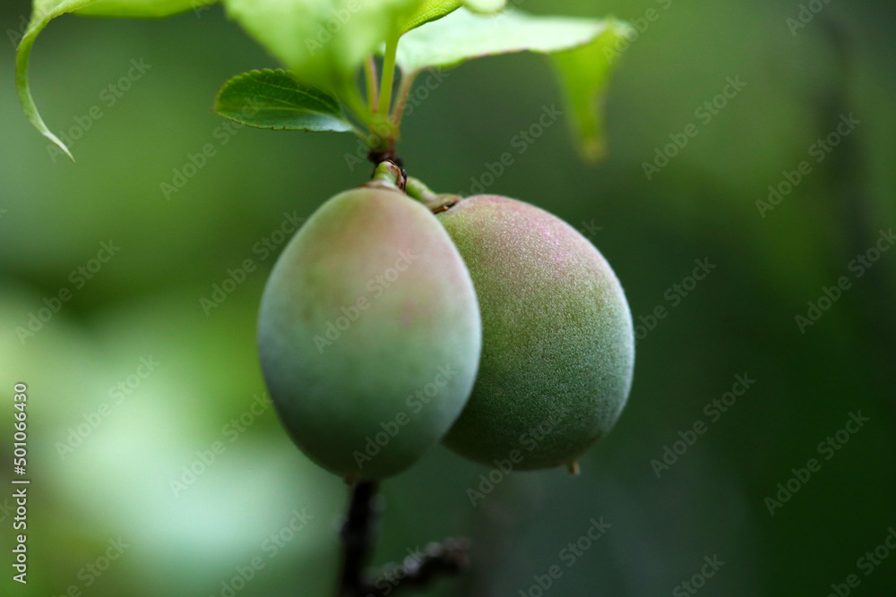 Young Ume Young Ume