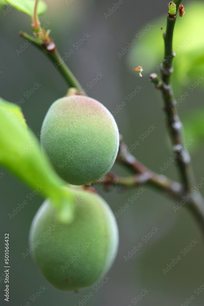 Young Ume Young Ume