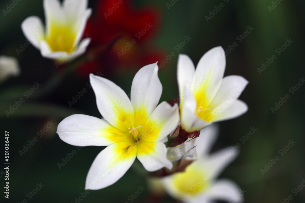 The white and yellow flowers of the The white and yellow flowers of the