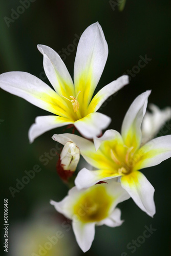 The white and yellow flowers of the "daffodil iris (Suisen Ayame)" that bloomed gantastically pretty. Flower head close up macro photogrphy.