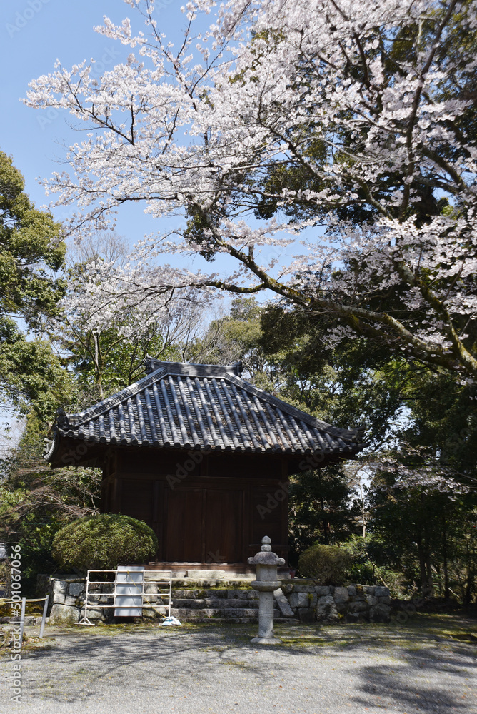 春の三井寺 教待堂 滋賀県大津市 春の三井寺 教待堂 滋賀県大津市