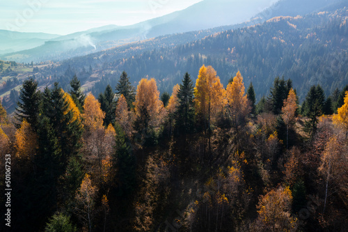 Autumn pine forest on a hill © Sergii Mostovyi