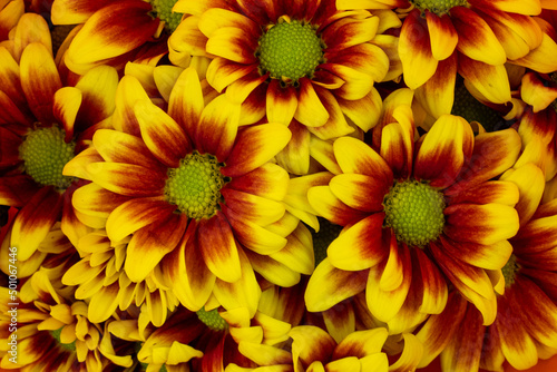 Yellow  brown daisies Wallpaper