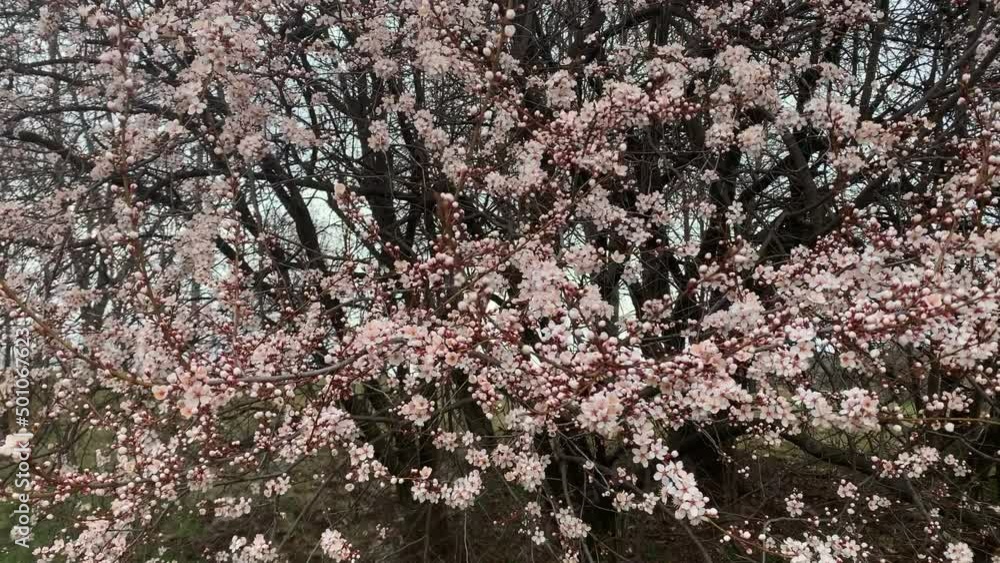 Spring Cherry blossoms swaying in the wind in hungary Spring Cherry blossoms swaying in the wind in hungary