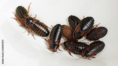 A small group of female cockroaches (blaptica dubia) crawling over each other. Close-up footage, top view, isolated on white background.  photo