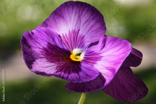 Macro shot of a lilac garden pansy flower  viola  and a small fly in the center  blurred background
