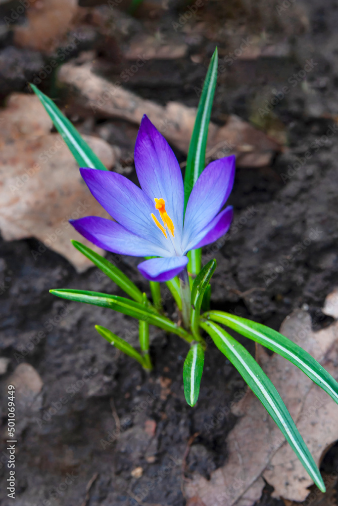 Purple crocus (lat. Crocus) close-up Purple crocus (lat. Crocus) close-up