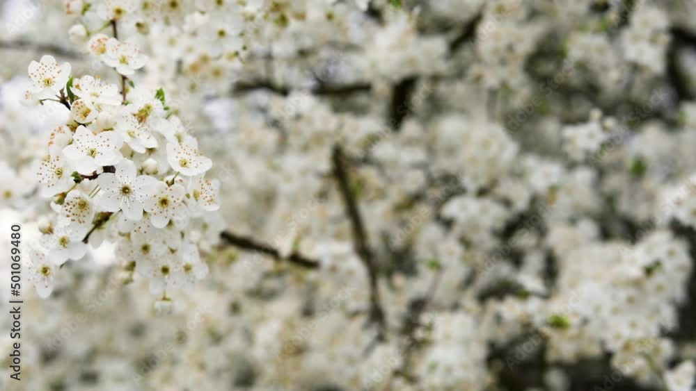 beautiful blooming bud of cherry blossoms on a blurred white background, beautiful blooming bud of cherry blossoms on a blurred white background,