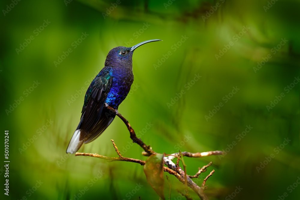 Fototapeta premium Blue hummingbird Violet Sabrewing flying next to beautiful flower. Tinny bird fly in jungle. Wildlife in tropic Costa Rica. Two bird sucking nectar from bloom in the forest. Bird behaviour.