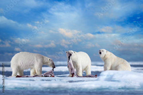 Polar bear on drifting ice with snow feeding on killed seal, skeleton and blood, wildlife Svalbard, Norway. Beras with carcass, wildlife nature. Three bear with seal fur coat in the muzzle mouth.
