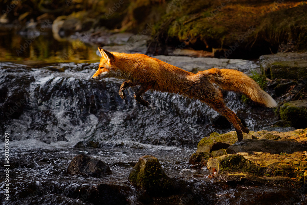 Fox flight above river. Red Fox jumping , Vulpes vulpes, wildlife scene from Europe. Orange fur