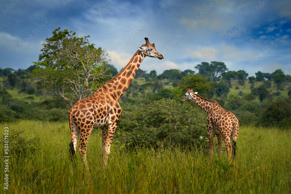 Two giraffe in the green vegetation with blue sky, wildlife nature, Okavango, Botswana in Africa. Mother and young in nature. Wildlife Botswana - obrazy, fototapety, plakaty 