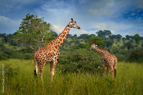 Two giraffe in the green vegetation with blue sky, wildlife nature, Okavango, Botswana in Africa. Mother and young in nature. Wildlife Botswana