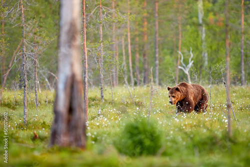 Summer wildlife, brown bear. Dangerous animal in nature forest and meadow habitat. Wildlife scene from Finland near Russian border.