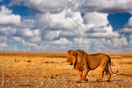 Lion with mane in Etosha  Namibia. African lion walking in the grass  with beautiful evening light. Wildlife scene from nature. Animal in the habitat.