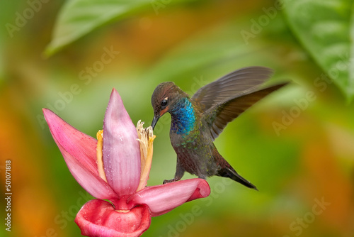 Hummingbird with flower. Rufous-gaped Hillstar , Urochroa bougueri, on ping flower, green and yellow background, Bird sucking nectar from pink bloom, Colombia. Wildlife from tropic nature.