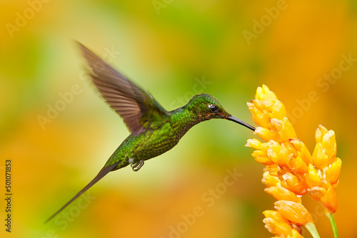 Colombia wildlife. Empress brilliant hummingbird in flight with yellow flower in from Colombia. Hummingbird in the nature tropical forest flying next nice yellow bloom.