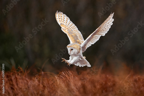 Owl landing fly with open wings. Barn Owl, Tyto alba, flight above red grass in the morning. Wildlife bird scene from nature. Cold morning sunrise, animal in the habitat. Bird in the forestm France photo