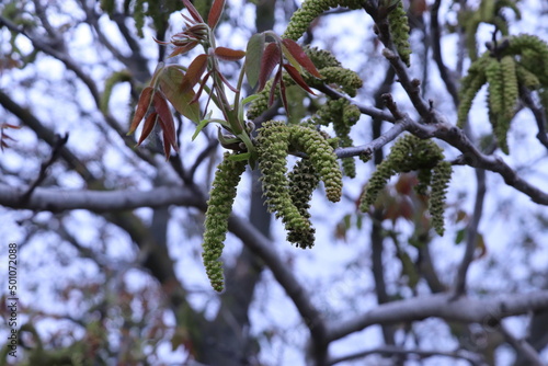 green walnut flower, followed by walnuts