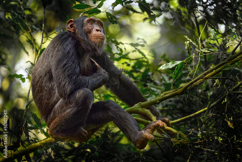 Canvastavla Chimpanzee, Pan troglodytes, on the tree in Kibale National Park, Uganda, dark forest