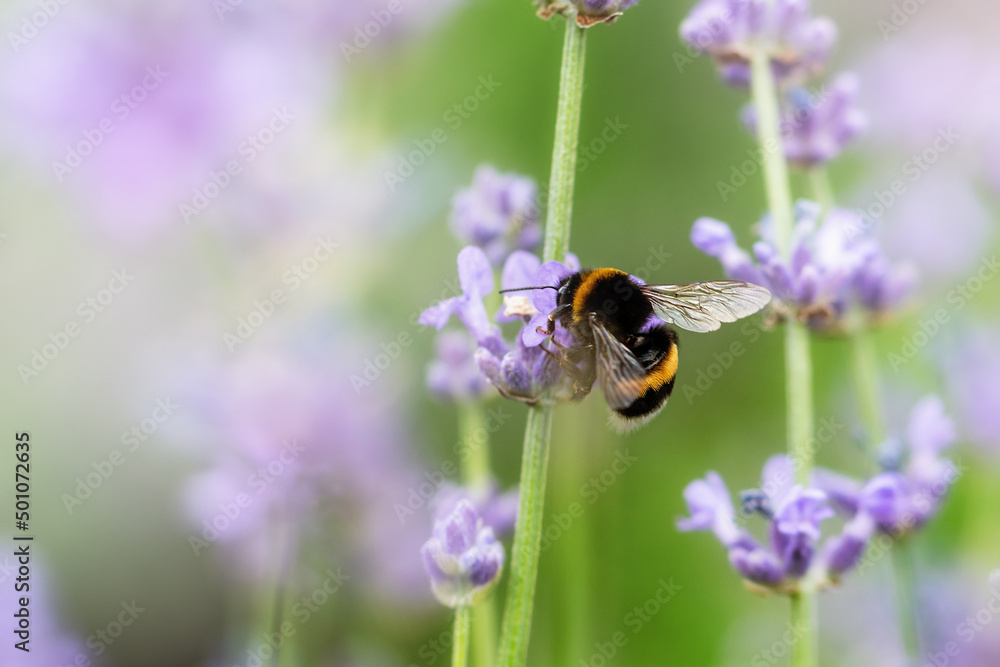 Pollination with bee and lavender with sunshine, sunny lavender. Pollination with bee and lavender with sunshine, sunny lavender.