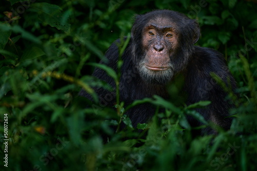 Canvas-taulu Chimpanzee, Pan troglodytes, on the tree in Kibale National Park, Uganda, dark forest
