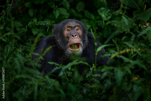 Chimpanzee  Pan troglodytes  on the tree in Kibale National Park  Uganda  dark forest. Black monkey in the nature  Uganda in Africa. Chimpanzee in habitat  wildlife nature. Monkey primate resting.