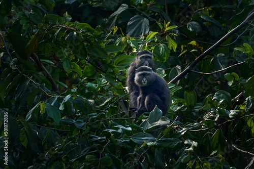 Fotografija Two Blue diademed monkey, Cercopithecus mitis, sitting on tree in the nature forest habitat, Bwindi Impenetrable National Park, Uganda in Africa