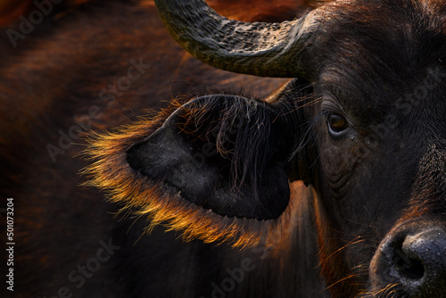 Buffalo portrait, Uganda.  Detail of bull horny head in savannah, Uganda. Wildlife scene from African nature. Brown fur of big buffalo. Horn on the big bull head. Close-up portrait.