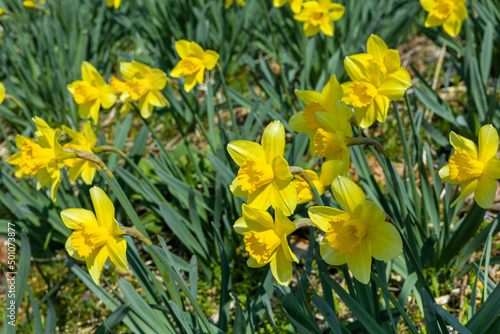Fototapeta Naklejka Na Ścianę i Meble -  a yellow daffodil garden