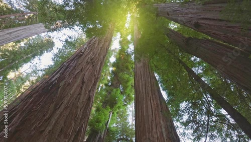 Redwood national park, United States. Camera moves through the forest between huge sequoia trunks. Daytime sun shines from above. Gimbal shot, 4K. photo