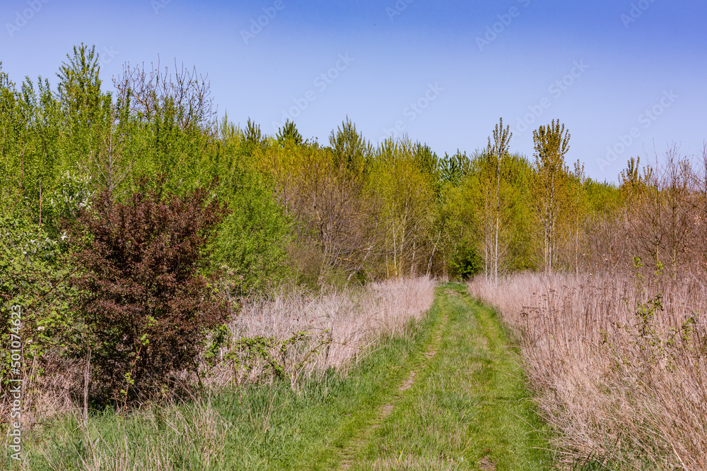 Untouched nature trail with a meadow and deciduous trees through a summer landscape Untouched nature trail with a meadow and deciduous trees through a summer landscape