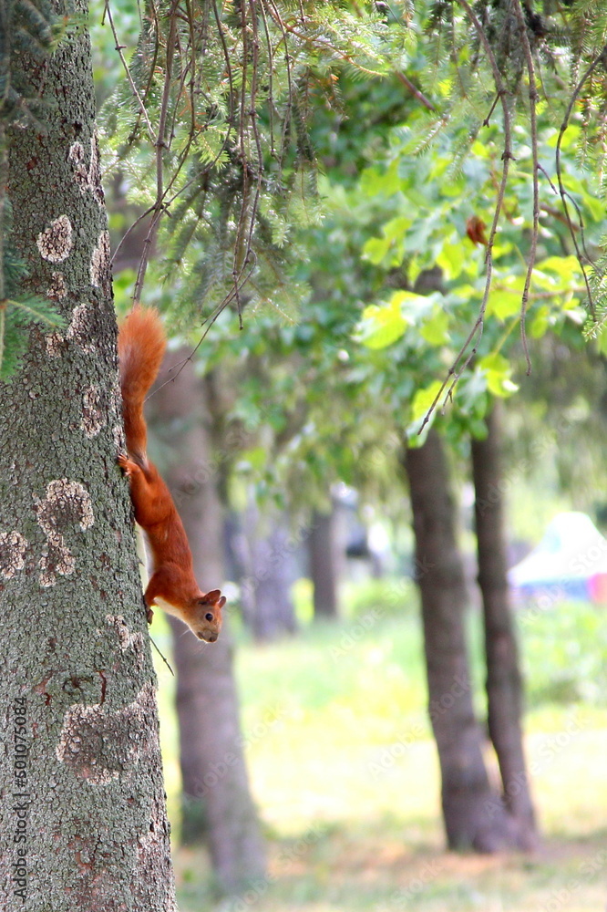 Squirrel on tree park summer
