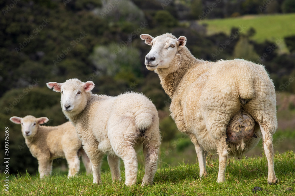 Fototapeta premium Moutons de Nouvelle Zélande 