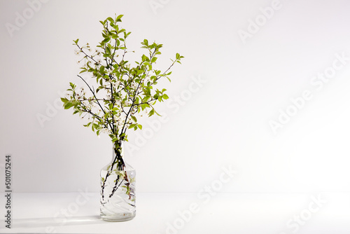 Glass vase with twigs of blossoming cherry on a white background with copy space. Spring flower bouquet. Interior decor. Elegant business card mockup. Mothers day postcard. Freshness. Minimalist
