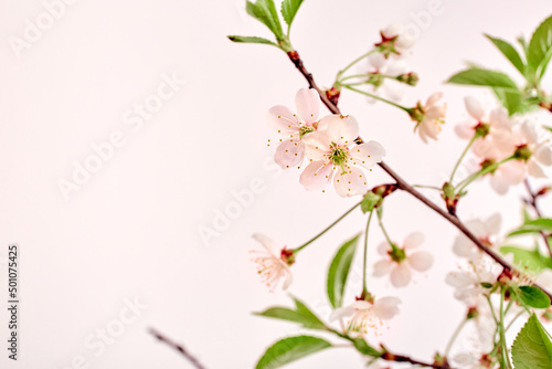 Twigs of blossoming cherry on a white background with copy space. Spring flower bouquet. Close-up. Interior decor. Elegant business card mockup. Mothers day postcard. Freshness. Minimalist. Gardening