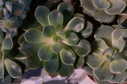 Close up of group of echeveria succulents. Top view on a plants with juicy and shiny leaves. Natural plant background. 