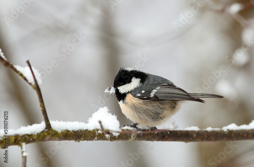 Coal tit (Periparus ater) sitting on a branch in winter season.