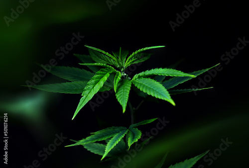 a bush of green marijuana on a black background